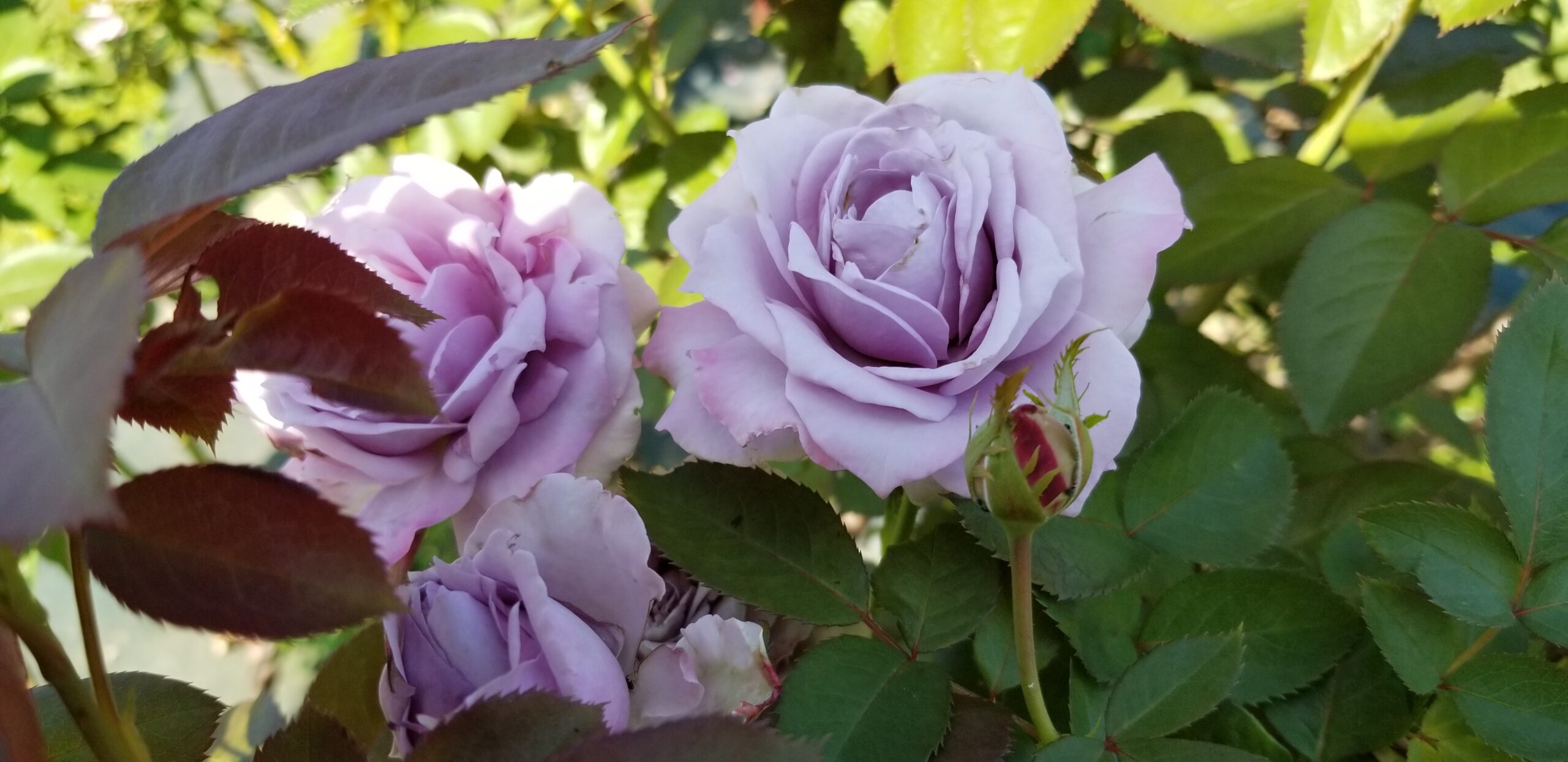 初心者向きの紫のバラ７選〜手間をかけずに育てられる紫色のバラ〜耐病