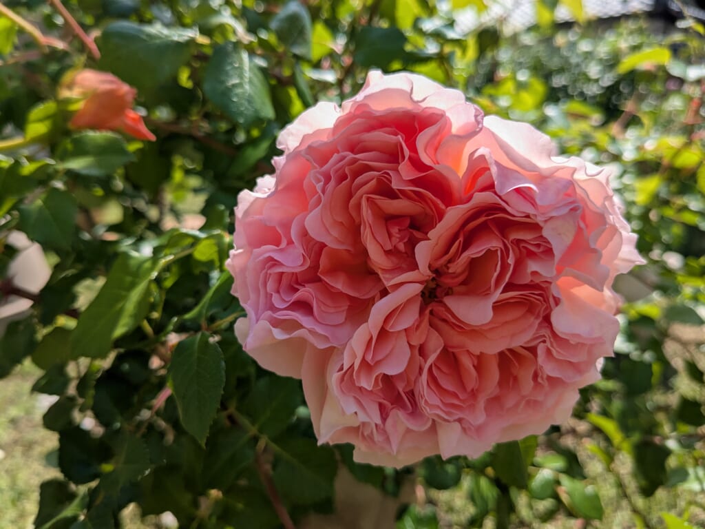 春に咲いた大輪のアブラハムダービー