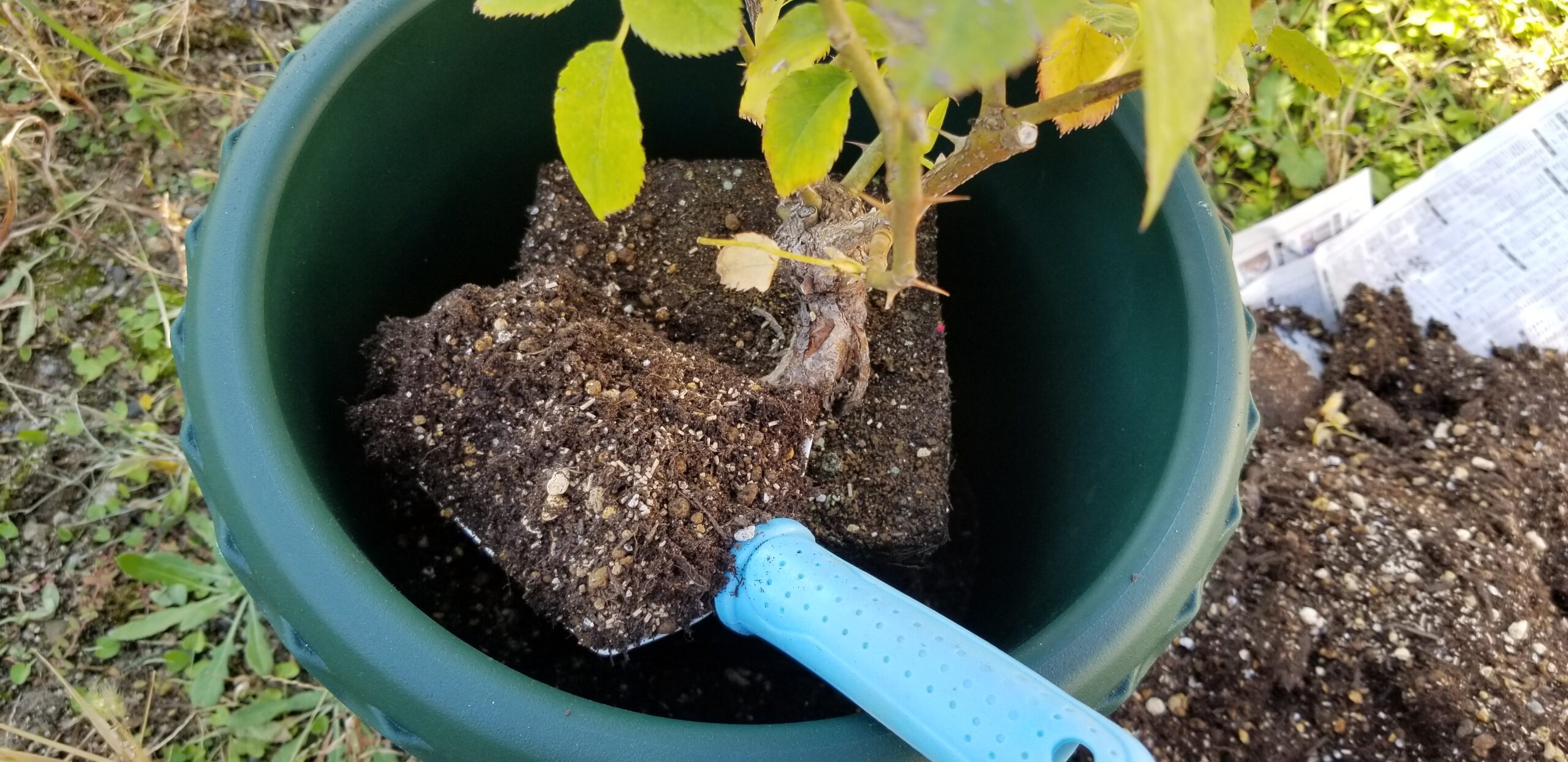 初心者向け「鉢増し」〜生育期４月から11月にバラの鉢植えを大きな鉢に植え替える〜 カレクレオの紫のバラ