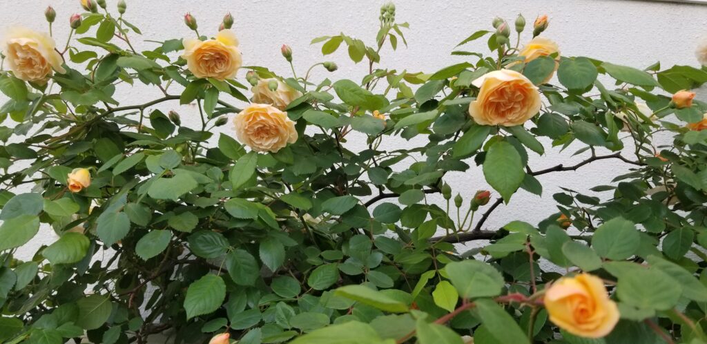 2022年5月　下から見上げた房咲きの花