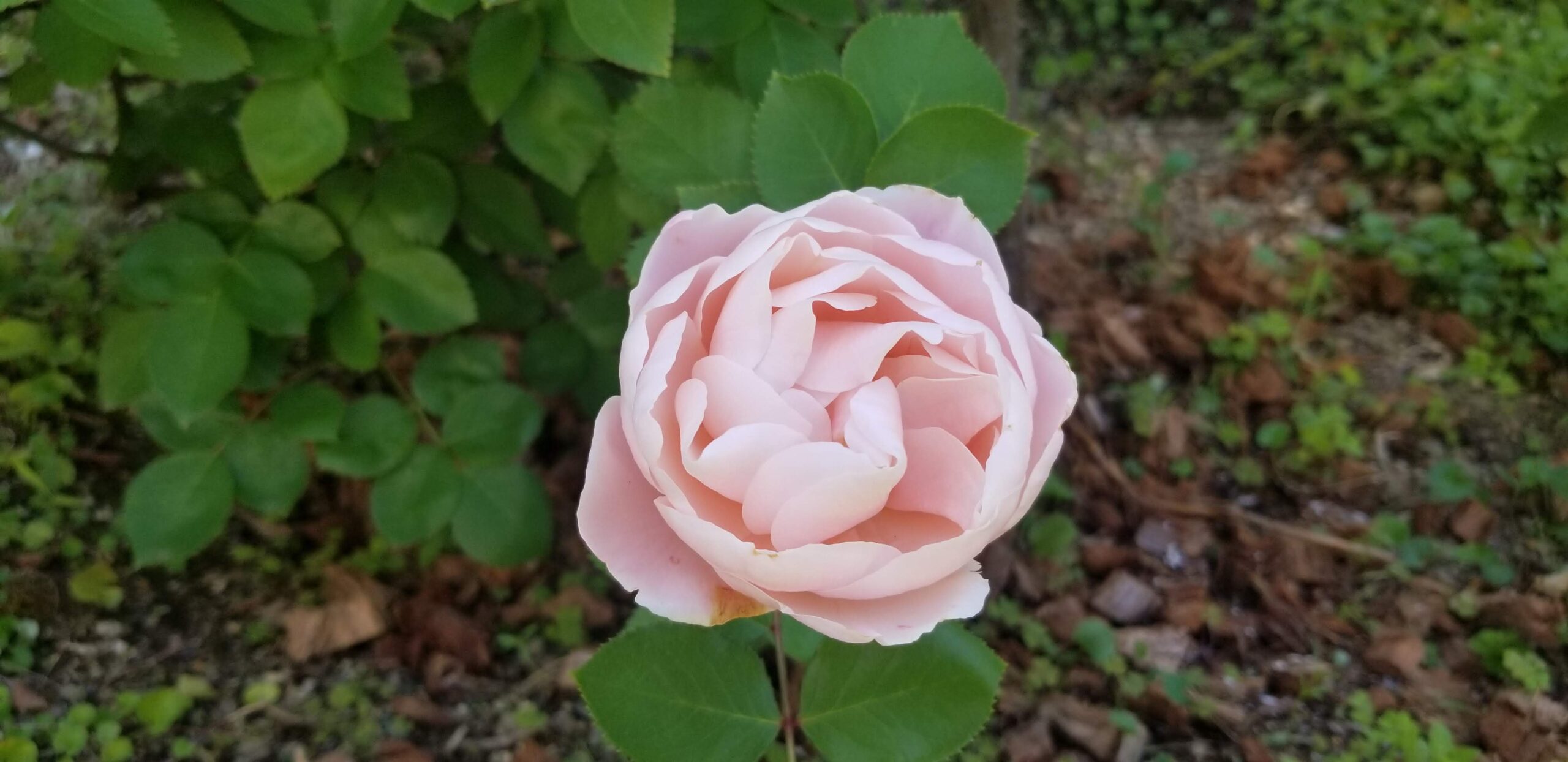 ダフネの冬剪定と春の成長記録〜黒星病で葉を落とした株の、芽吹きから開花まで〜