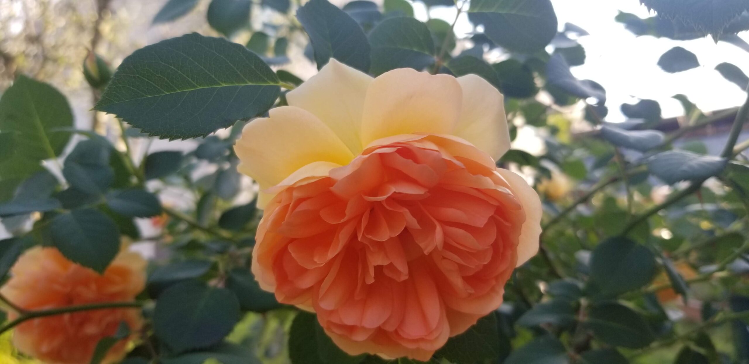 デイム・ジュディ・デンチを育ててみた〜早咲きのアプリコット色の花と、下を向く花・鉢植えの記録〜
