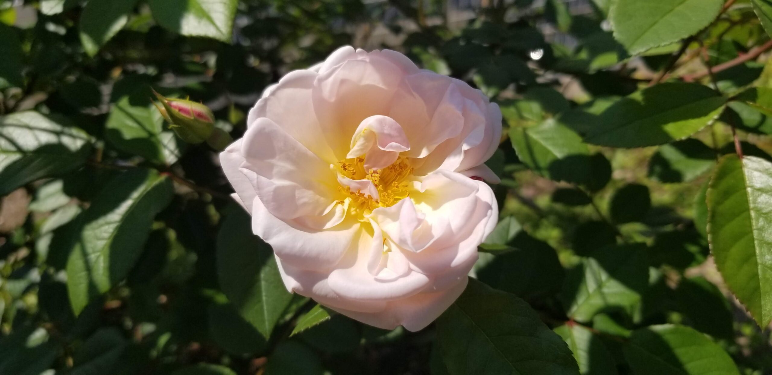 ザ・レディ・オブ・ザ・レイクを育ててみた〜淡いピンクの小さな花と、地植えで迎えた春の一番花〜