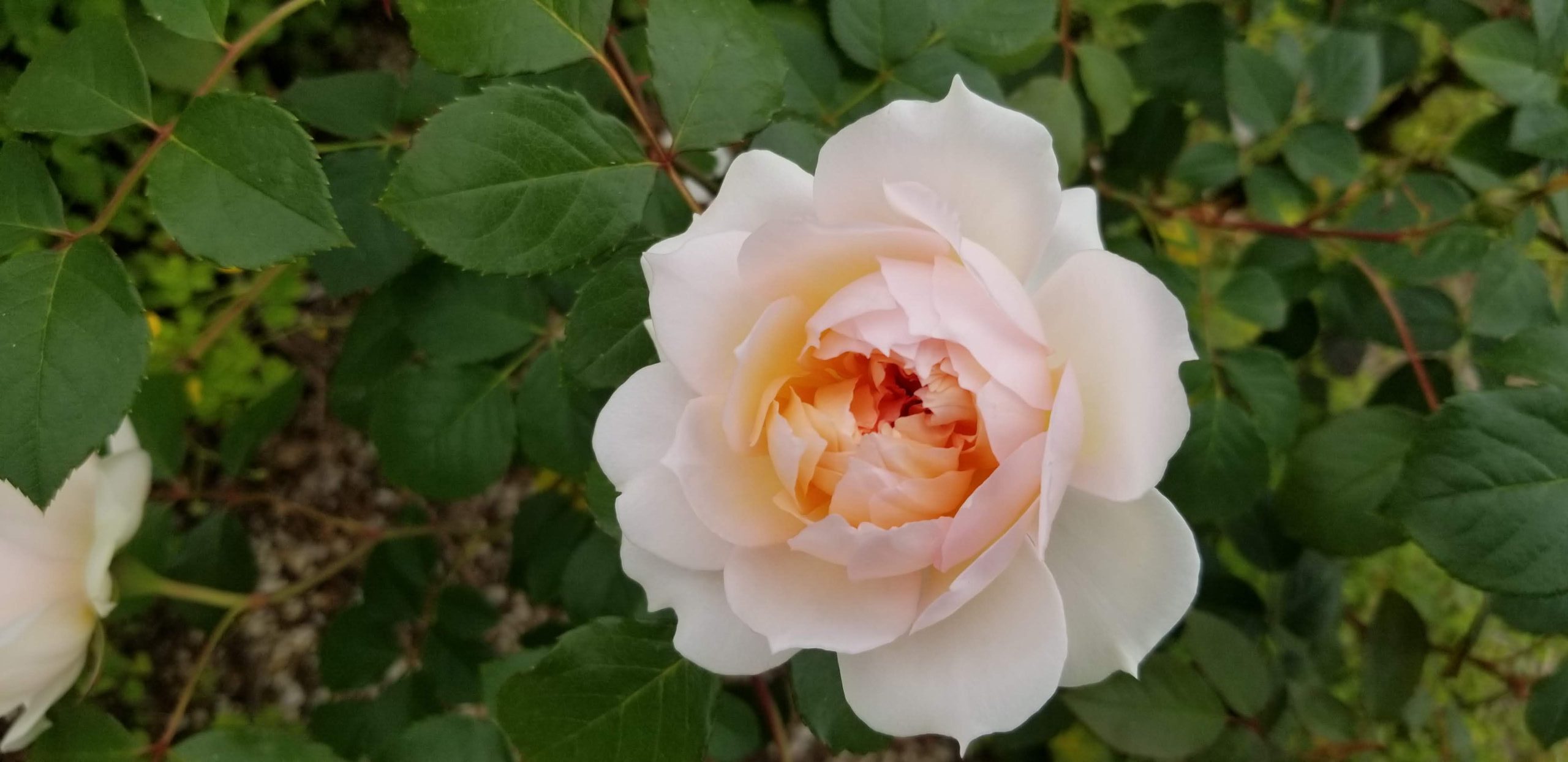フランシス・バーネットを育ててみた〜淡いピンクから白へ変わる花と、雨の後の様子・花もち〜