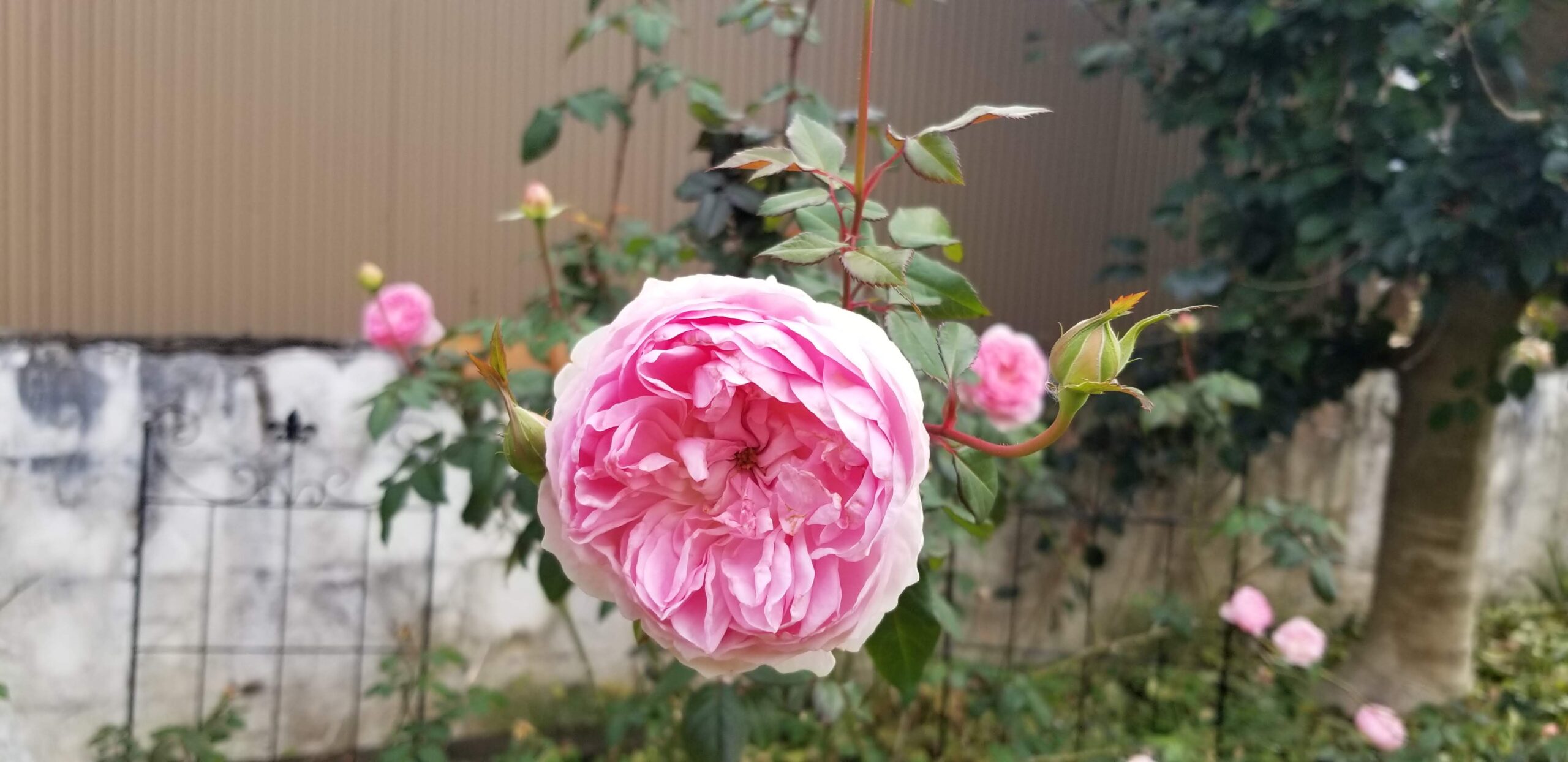 サイラス・マーナーの冬剪定と誘引〜フェンスに広げた枝と、折ってしまった経験・2月の花〜