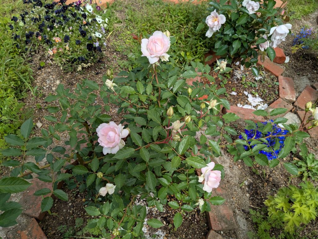 淡いピンク色の花弁が開いたシャリマー