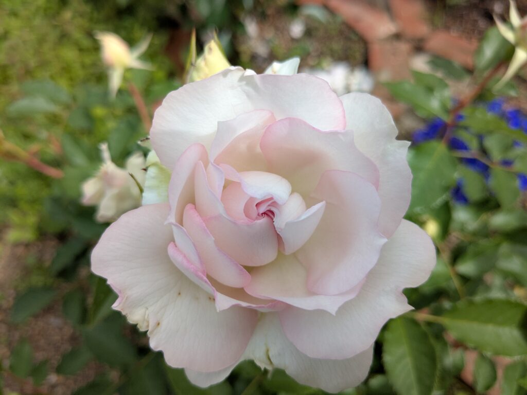 先が少し尖ったシャリマーの宝珠弁咲きの花弁