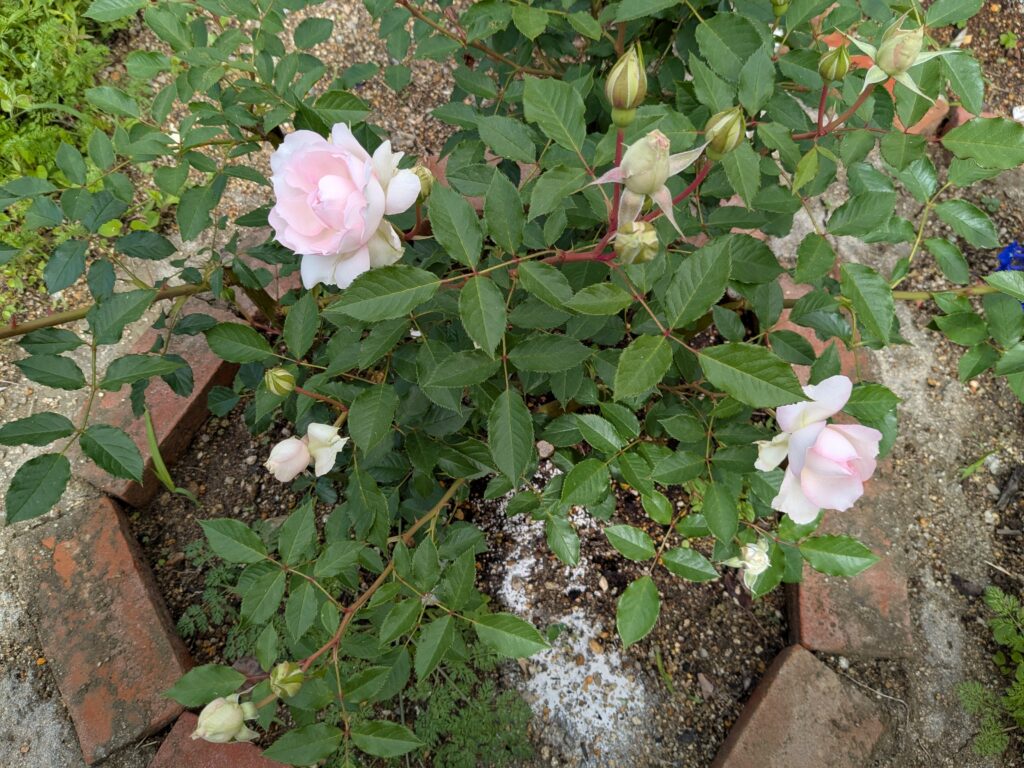 シャリマーの花と葉の雰囲気