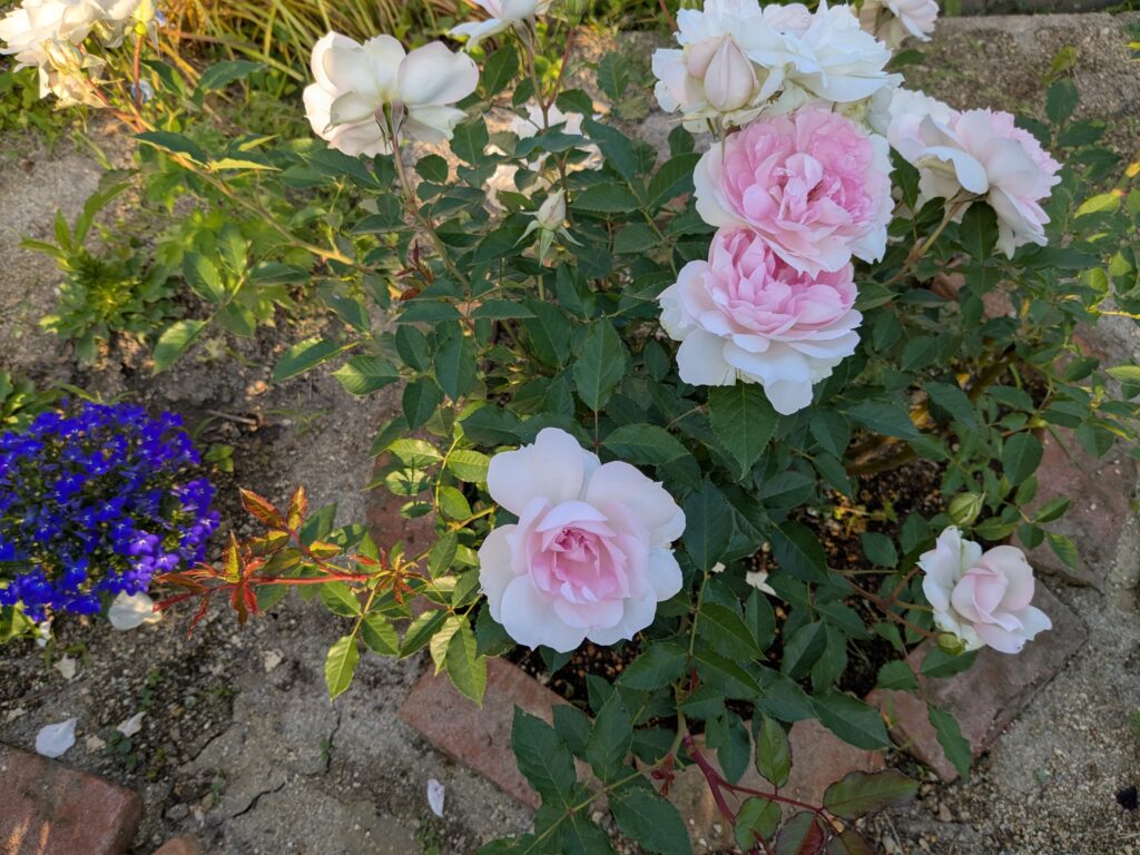 ５月中旬、開き切って華やかになったシャリマー