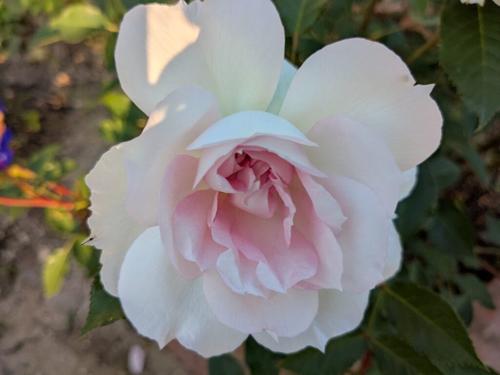 ピンクと白が重なり、花弁の形が際立つシャリマー