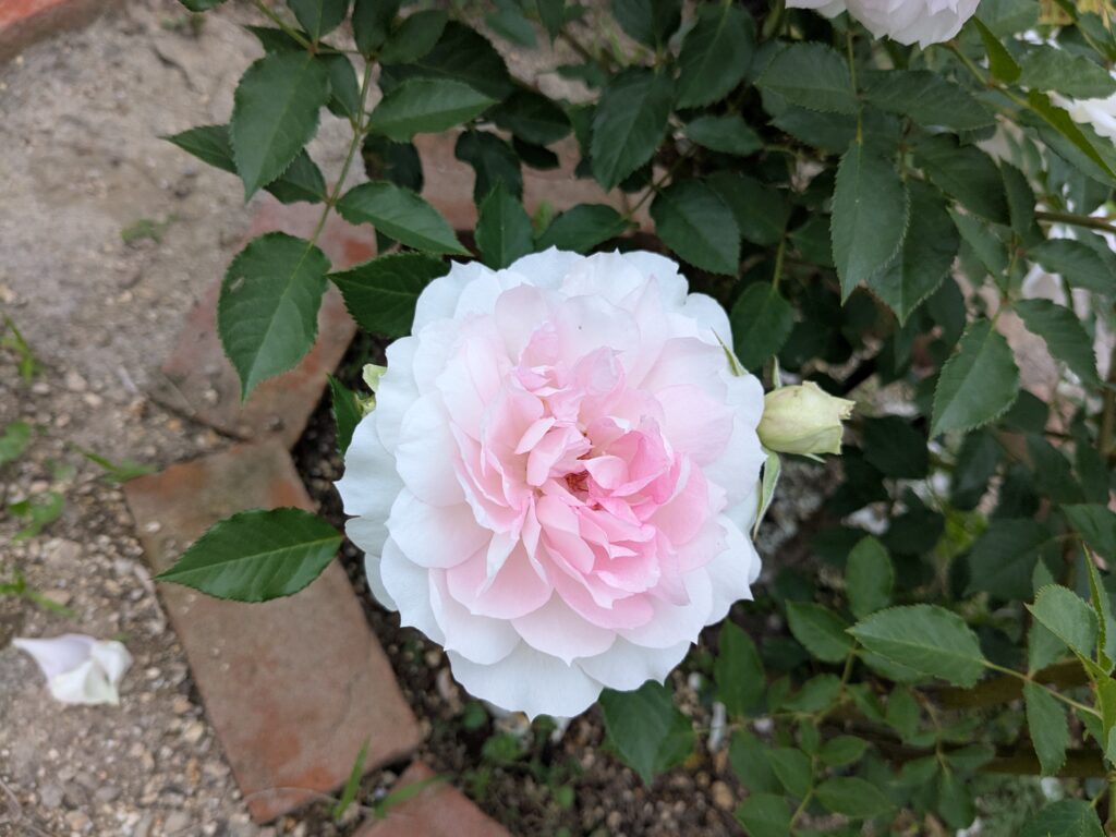 白く咲き進んだシャリマーの花
