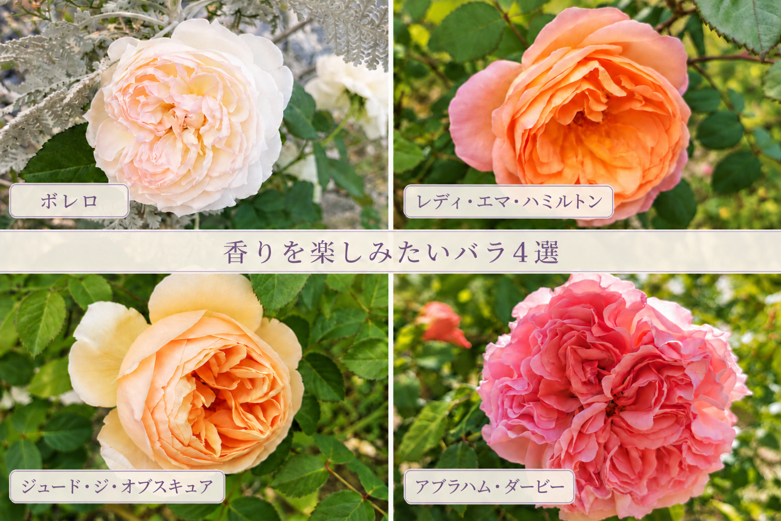 香りを楽しみたいバラ４選〜育てた経験で香り・花・病気への強さを比較〜