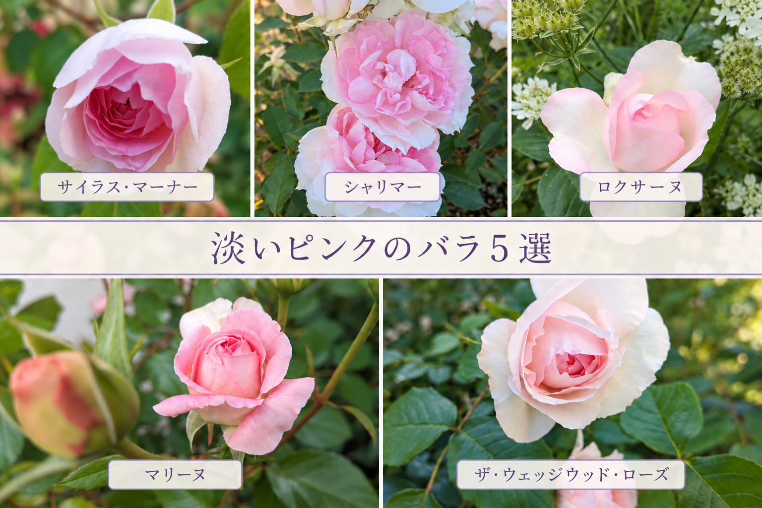 初心者におすすめしたい淡いピンクのバラ５選〜育てた経験で花色・香り・耐病性を比較〜