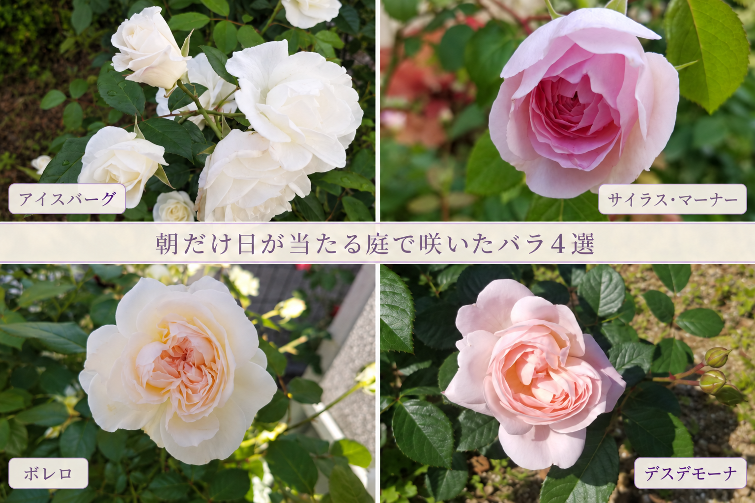 朝だけ日が当たる庭で咲いたバラ４選〜北側・北東の庭の栽培記録〜