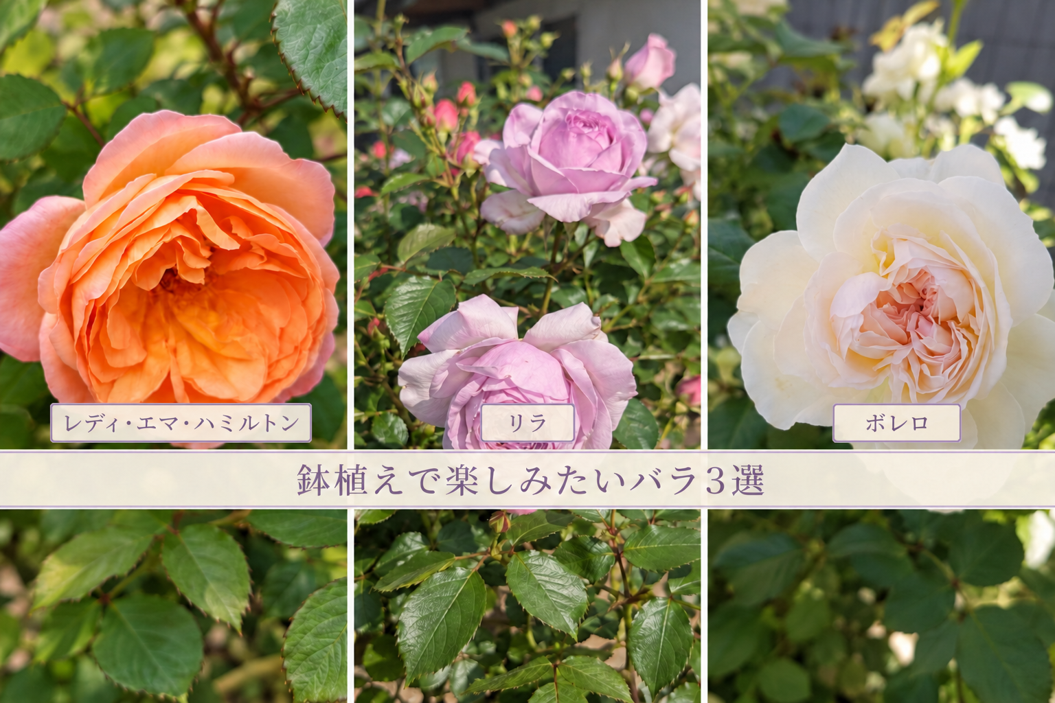 鉢植えで楽しみたいバラ３選
