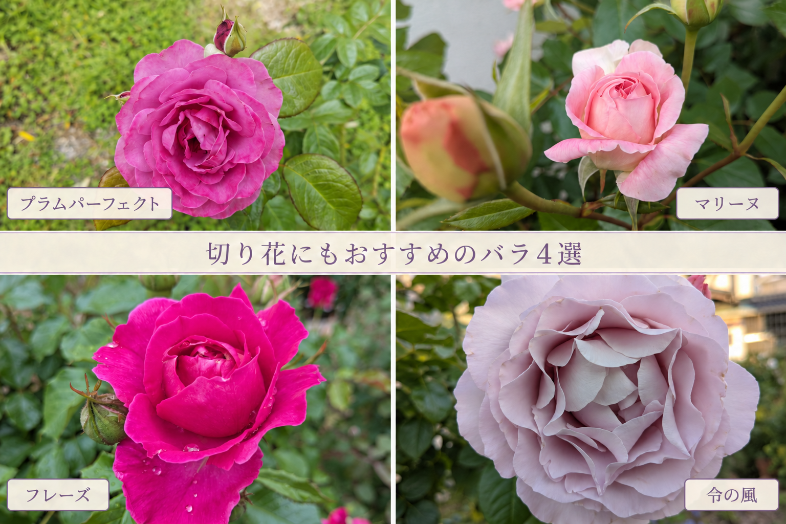 切り花にもおすすめの、育てやすいバラ４選〜庭と部屋で楽しむ花〜