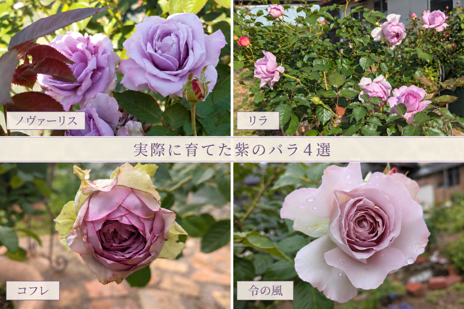 実際に育てた紫のバラ4選〜花色・香り・株の大きさ・耐病性を比較