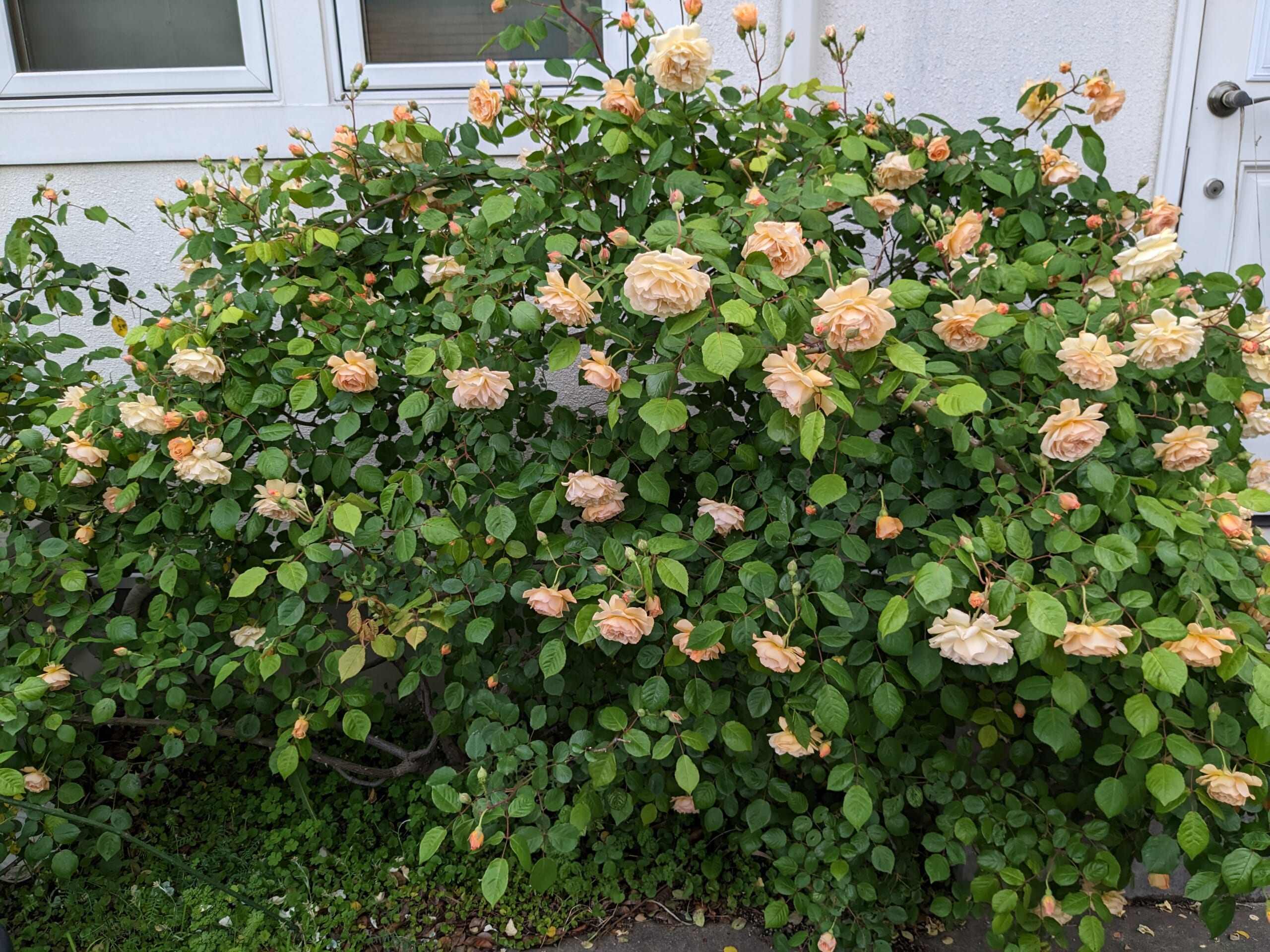 バフ・ビューティを育ててみた〜春に花いっぱいの風景を作るバラと、秋の花・場所を取る株〜