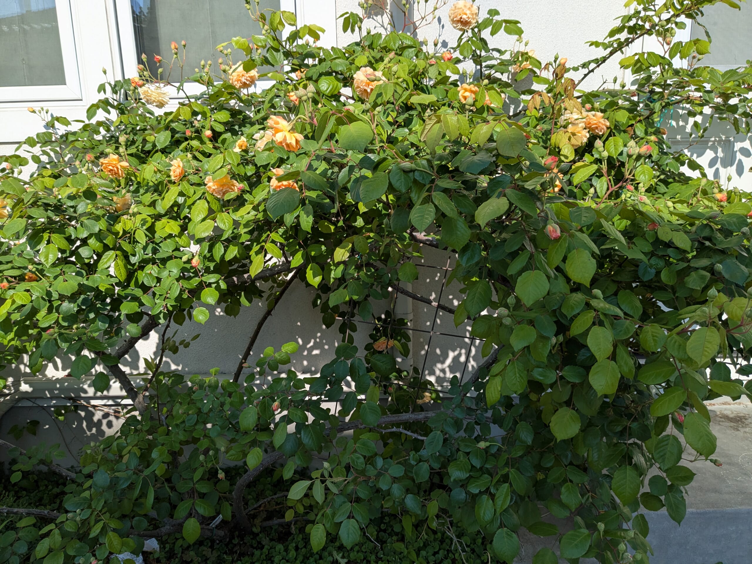 2025年春　壁際で枝を広げ、花を咲かせるバフ・ビューティ