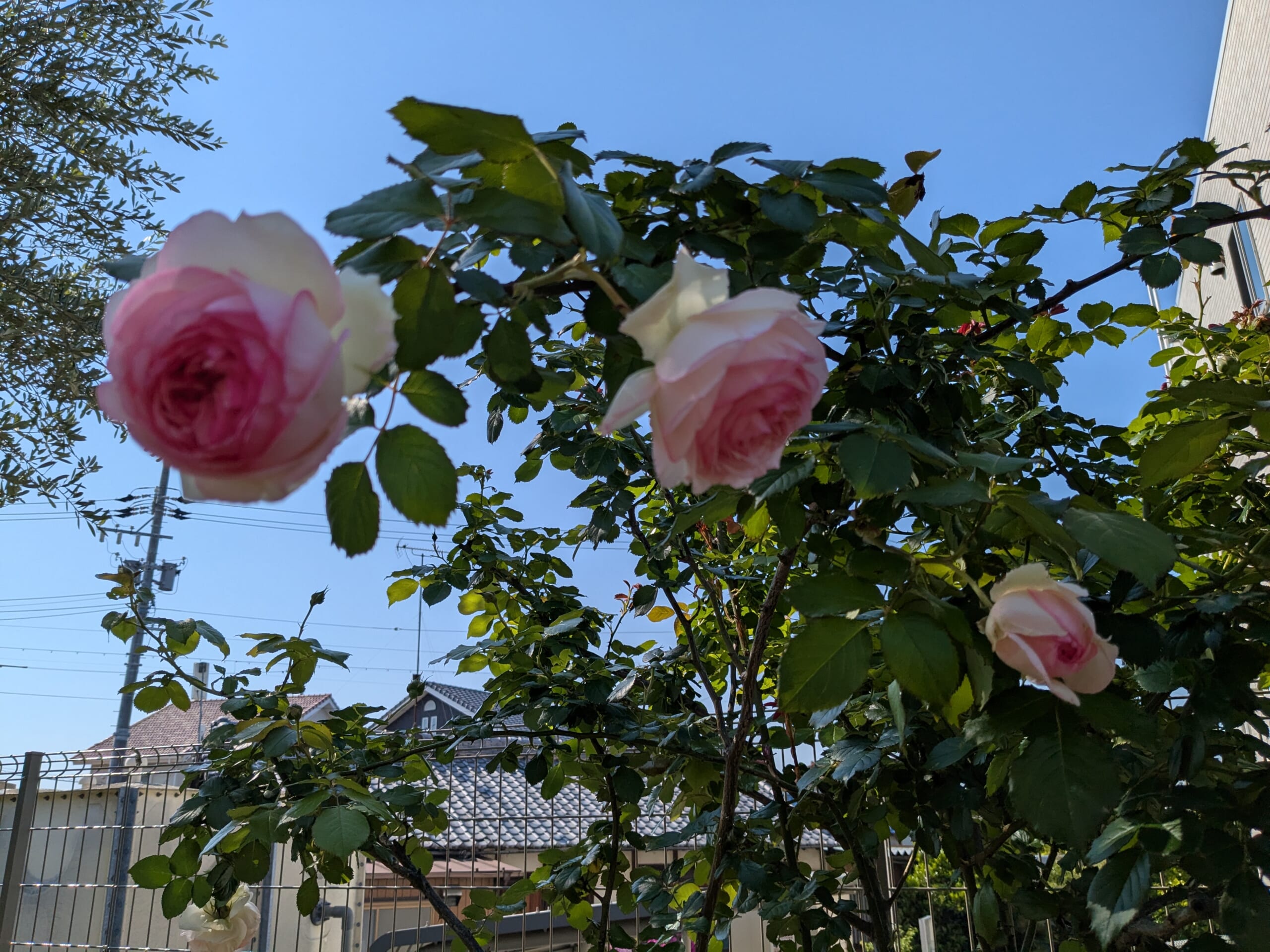 空を背景にピンクと白の花を咲かせたピエール・ドゥ・ロンサール