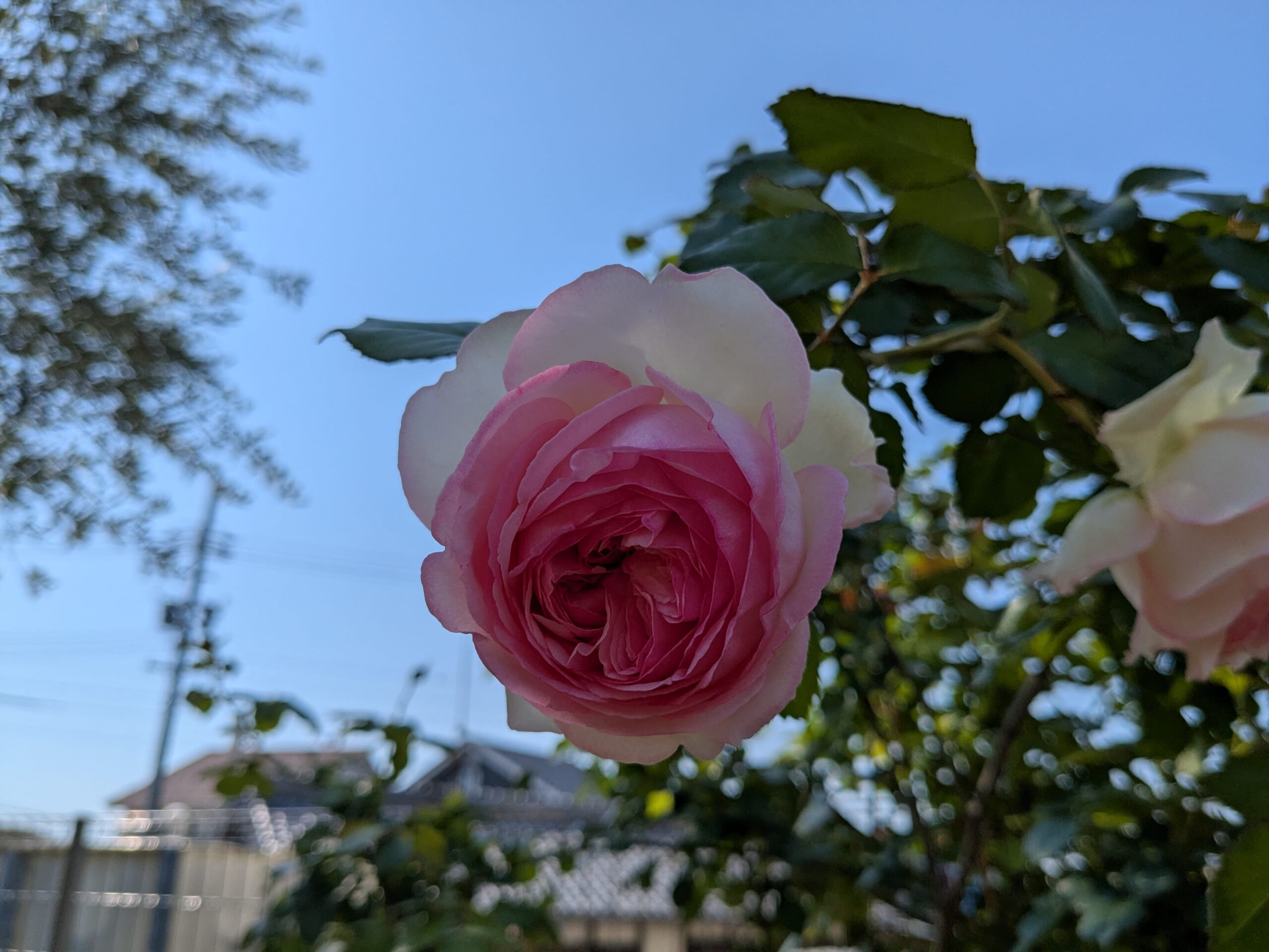 ４月下旬に咲いたピエール・ドゥ・ロンサールの大輪の花