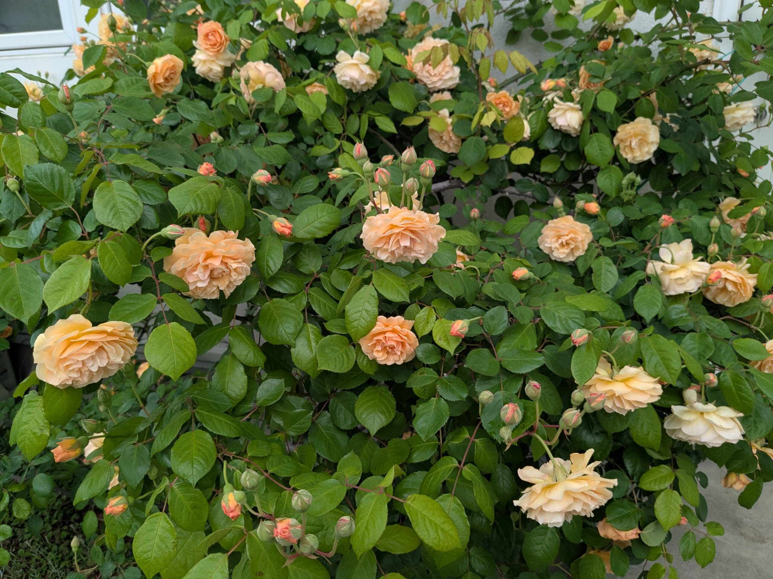 2025年春　アプリコット色の花がまとまって咲く姿