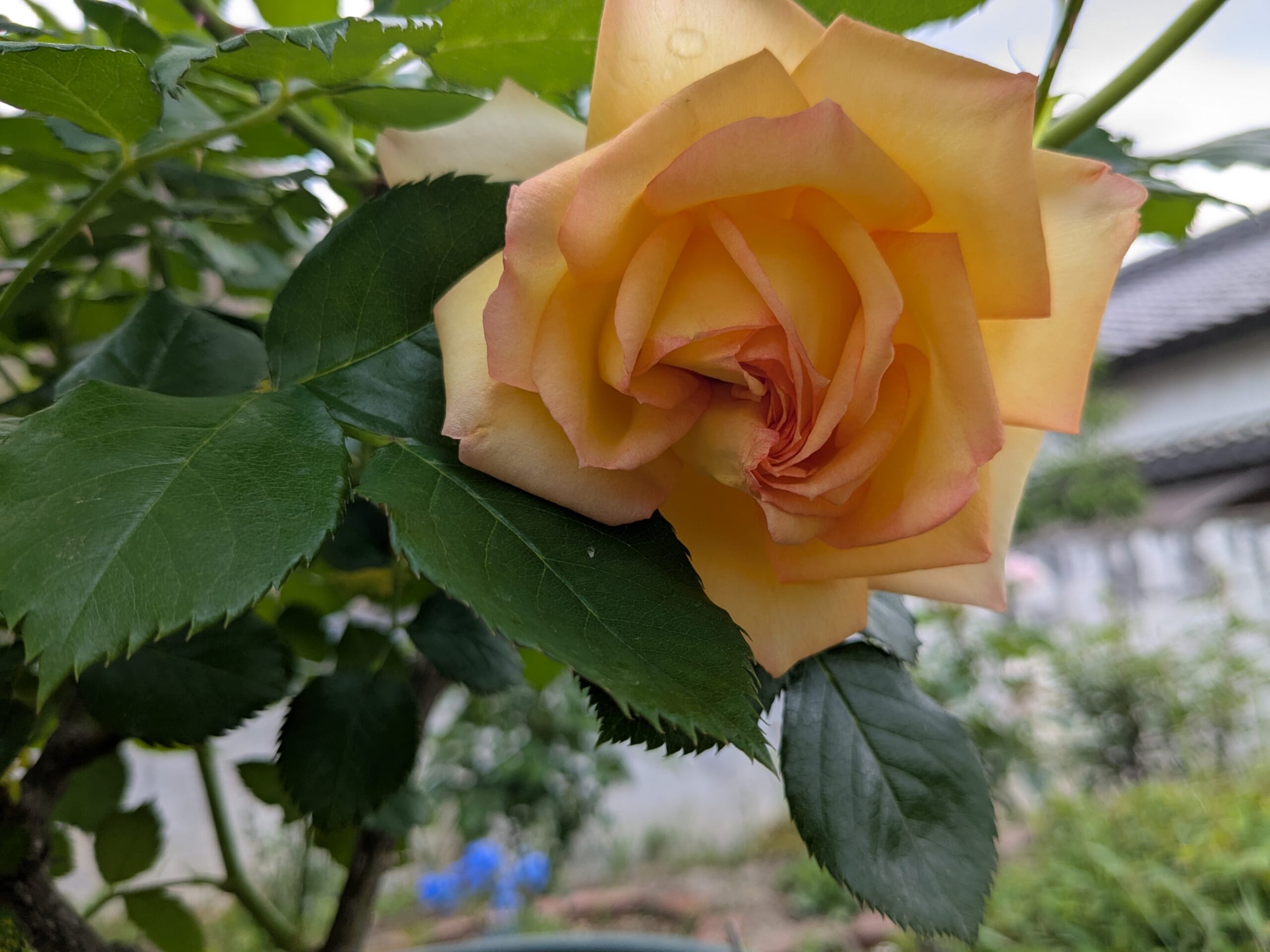 2025年5月初め 開花したコート・ドール