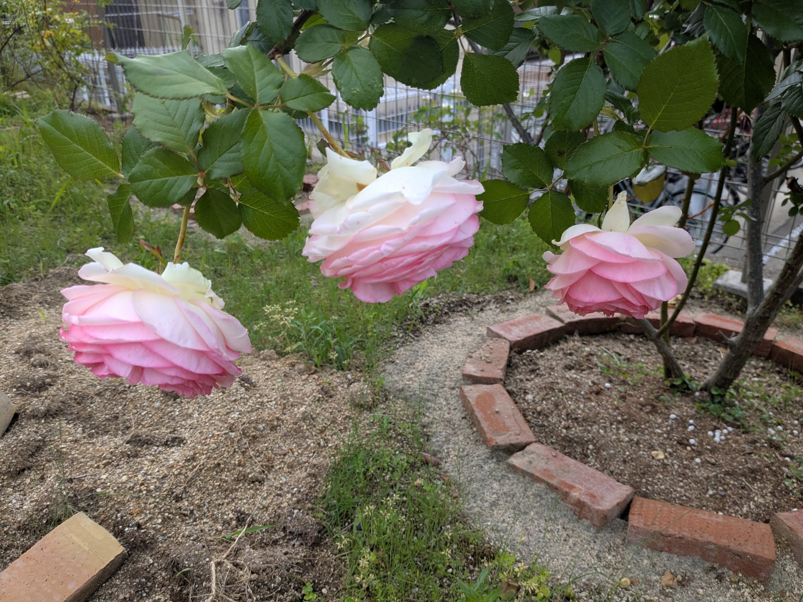 大きな花が下を向いて咲くピエール・ドゥ・ロンサール