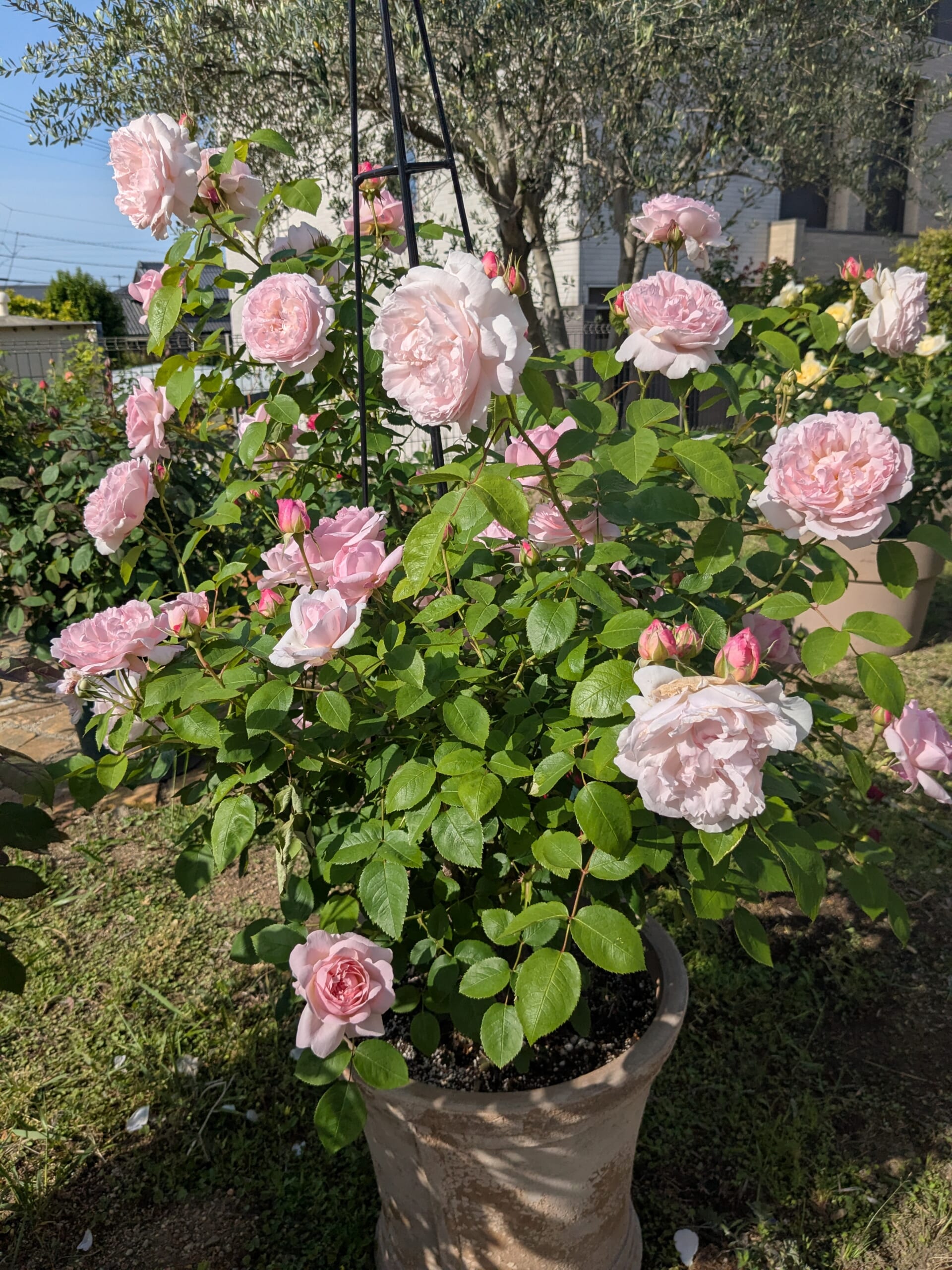 2025年5月の一番花 鉢植えで咲いたルドゥーテ