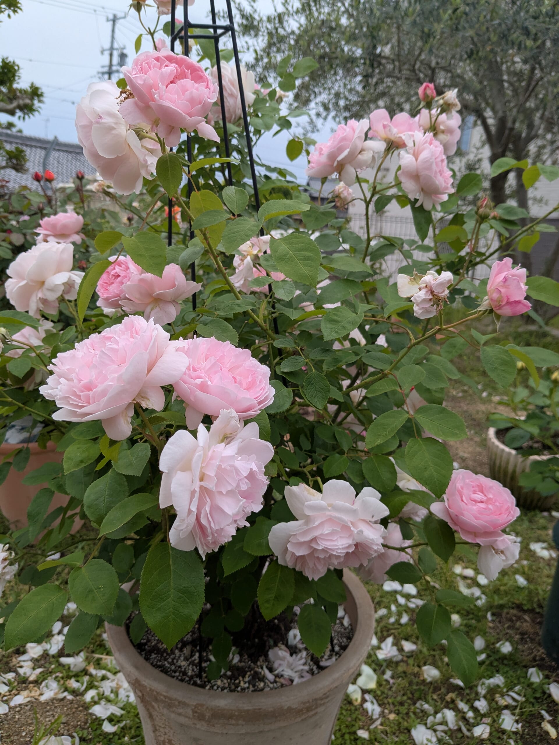 2025年5月の一番花 淡いピンクの花を次々に咲かせたルドゥーテ