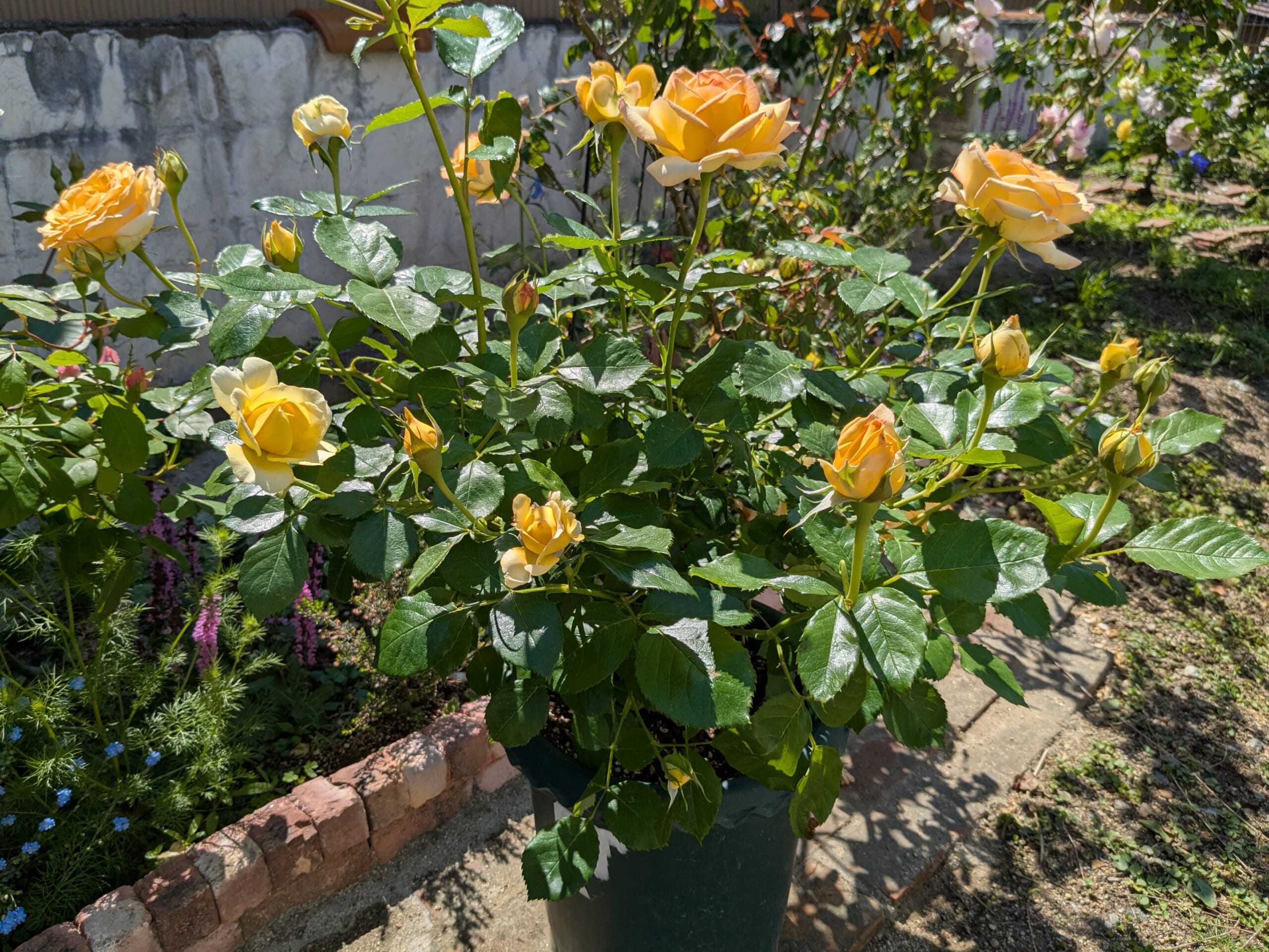 2025年5月 春の花を咲かせる株