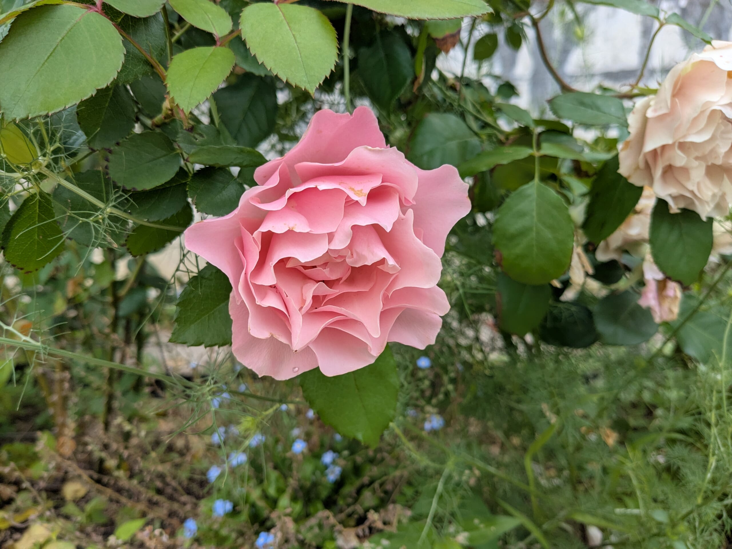 ダフネを育ててみた〜ピンクから緑への花色の変化・花もちと、欠点・黒星病からの回復〜