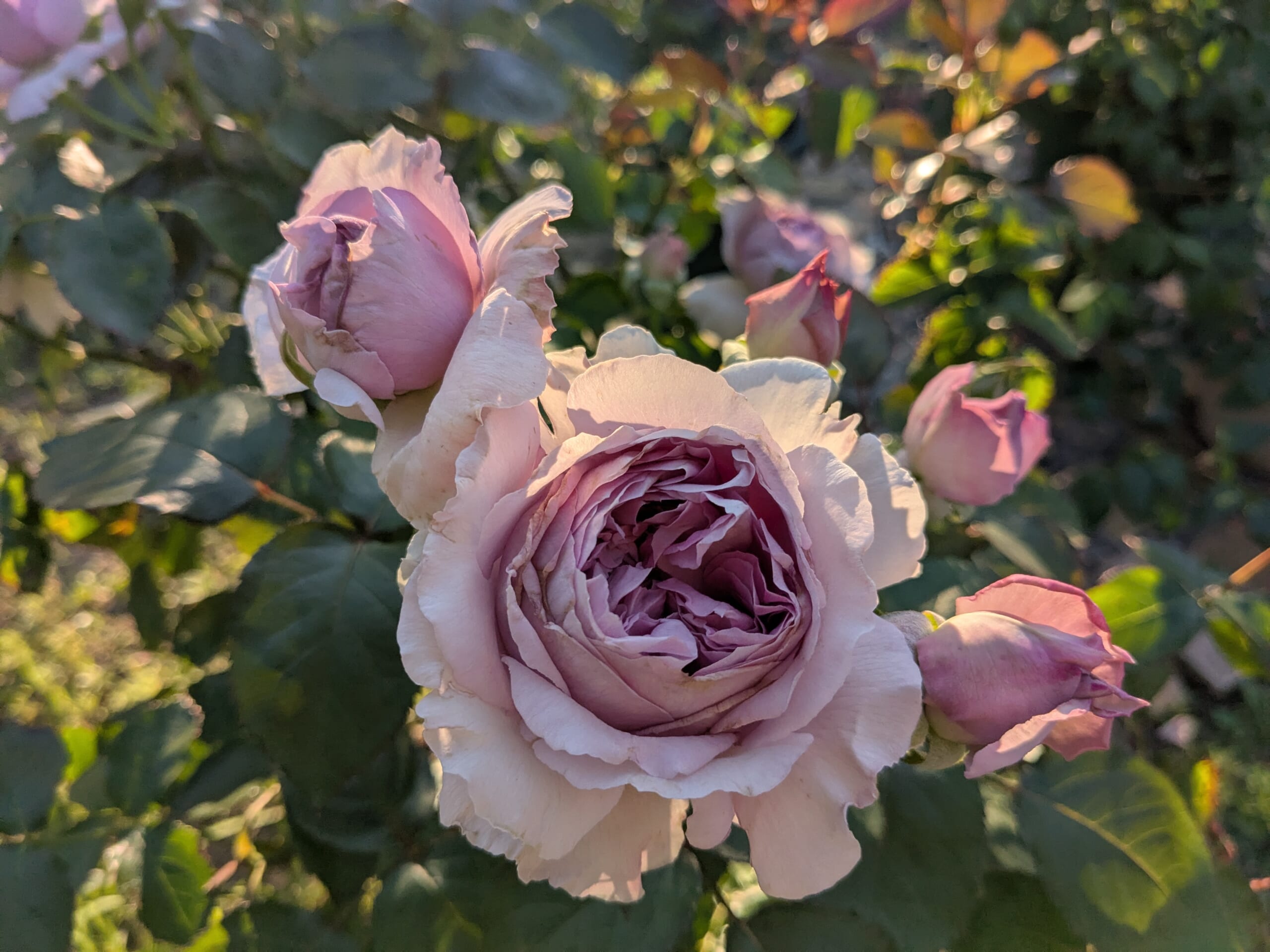 淡い藤色の花弁が重なるリラと、周りの蕾