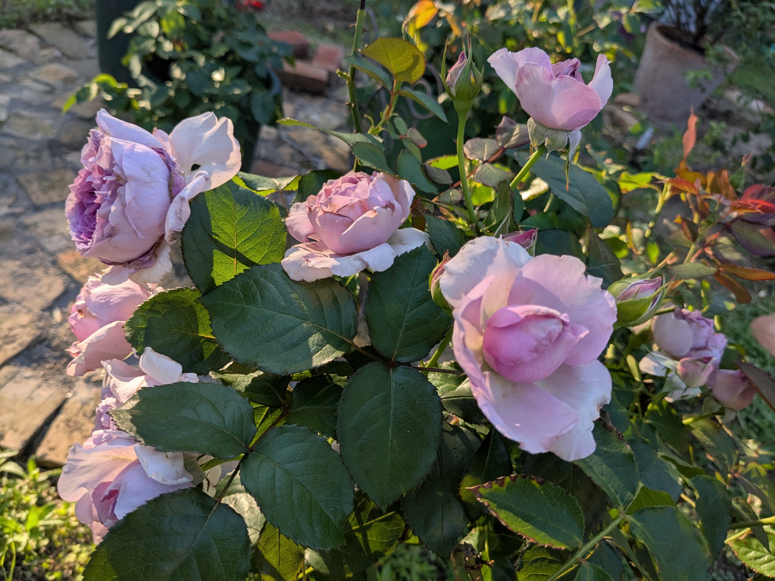 藤色の花と葉が一緒に写ったリラ