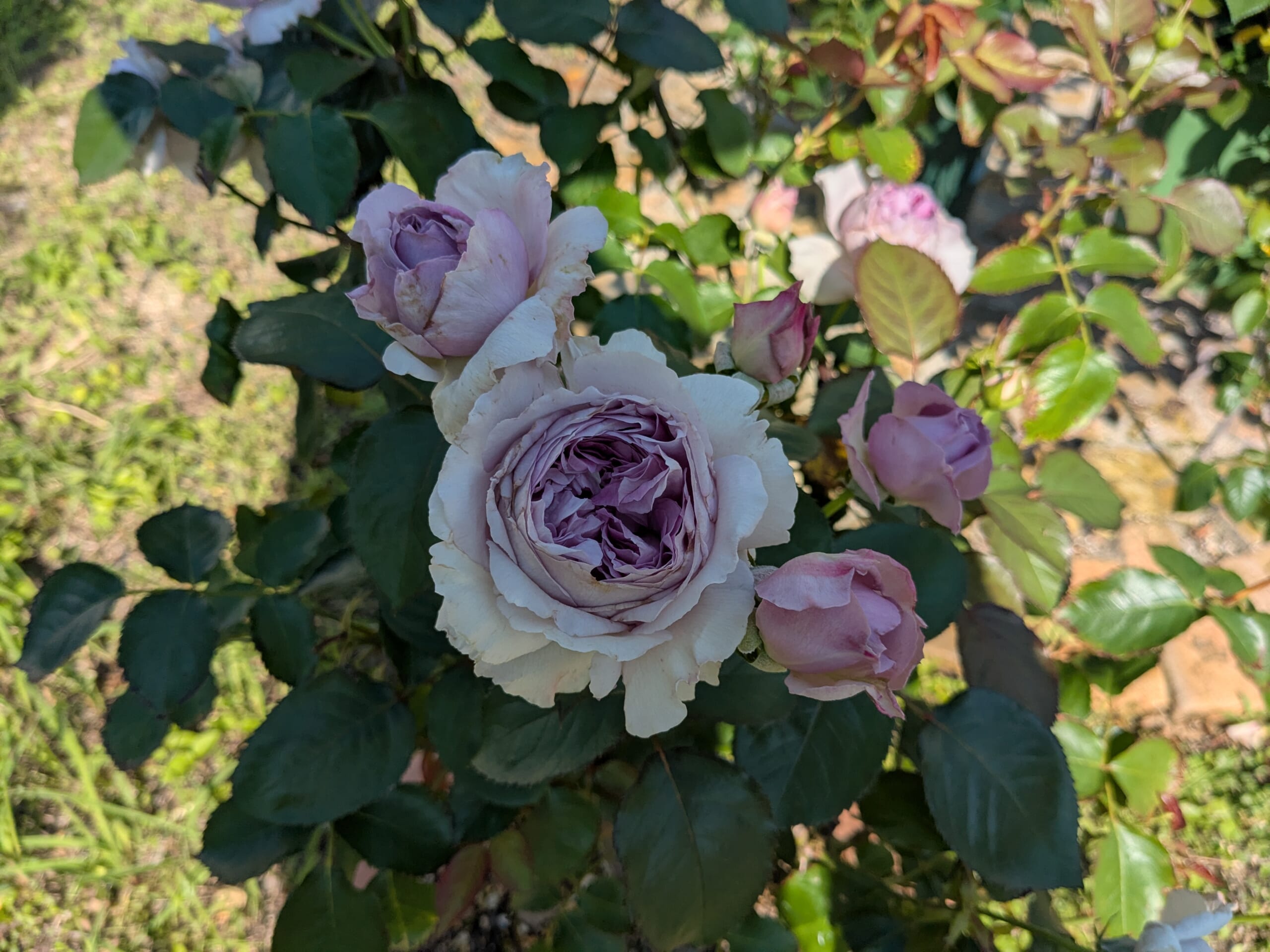 藤色のリラの花と、開きかけの花や蕾