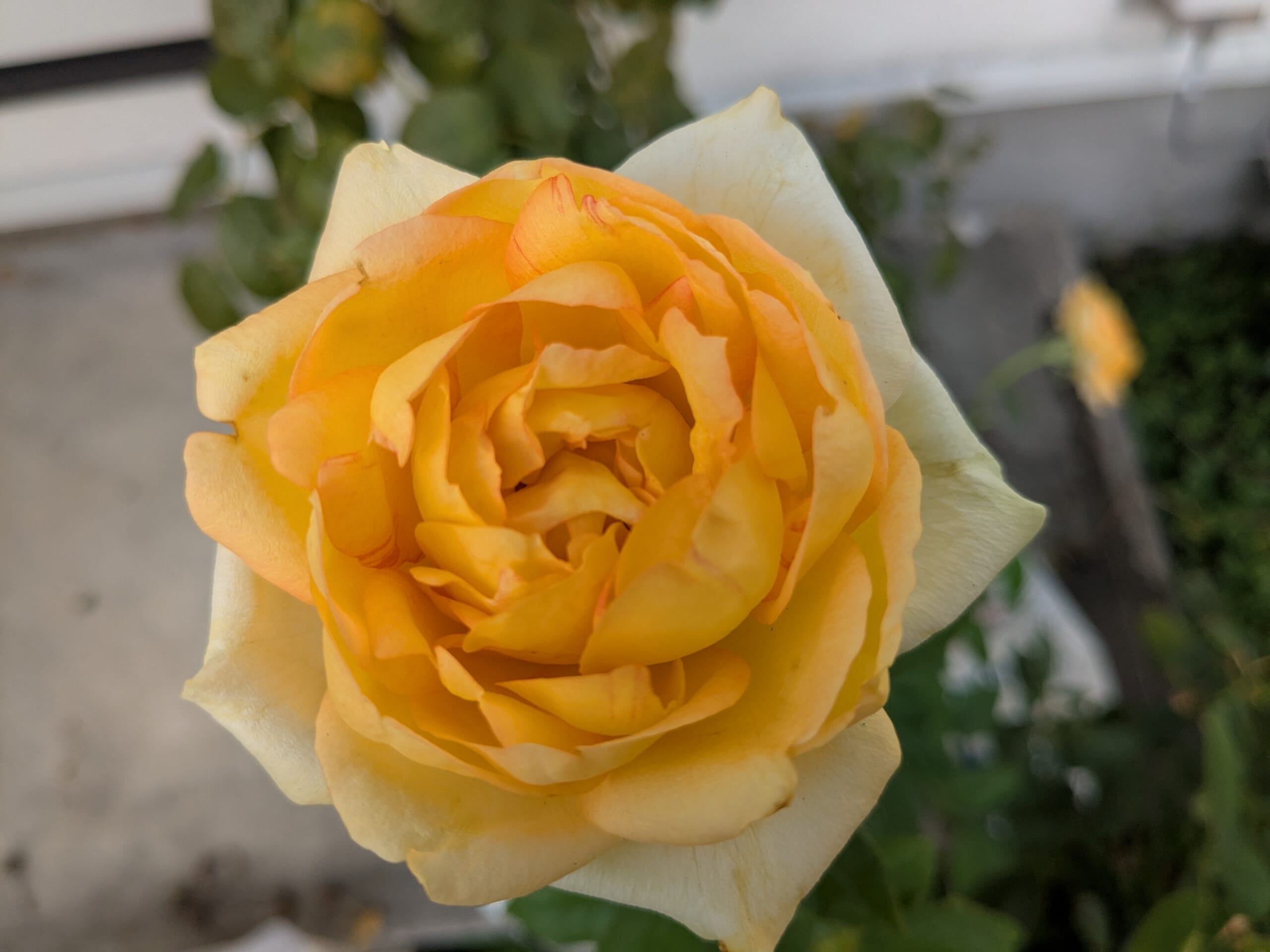 2025年10月 別の角度から見た秋の花