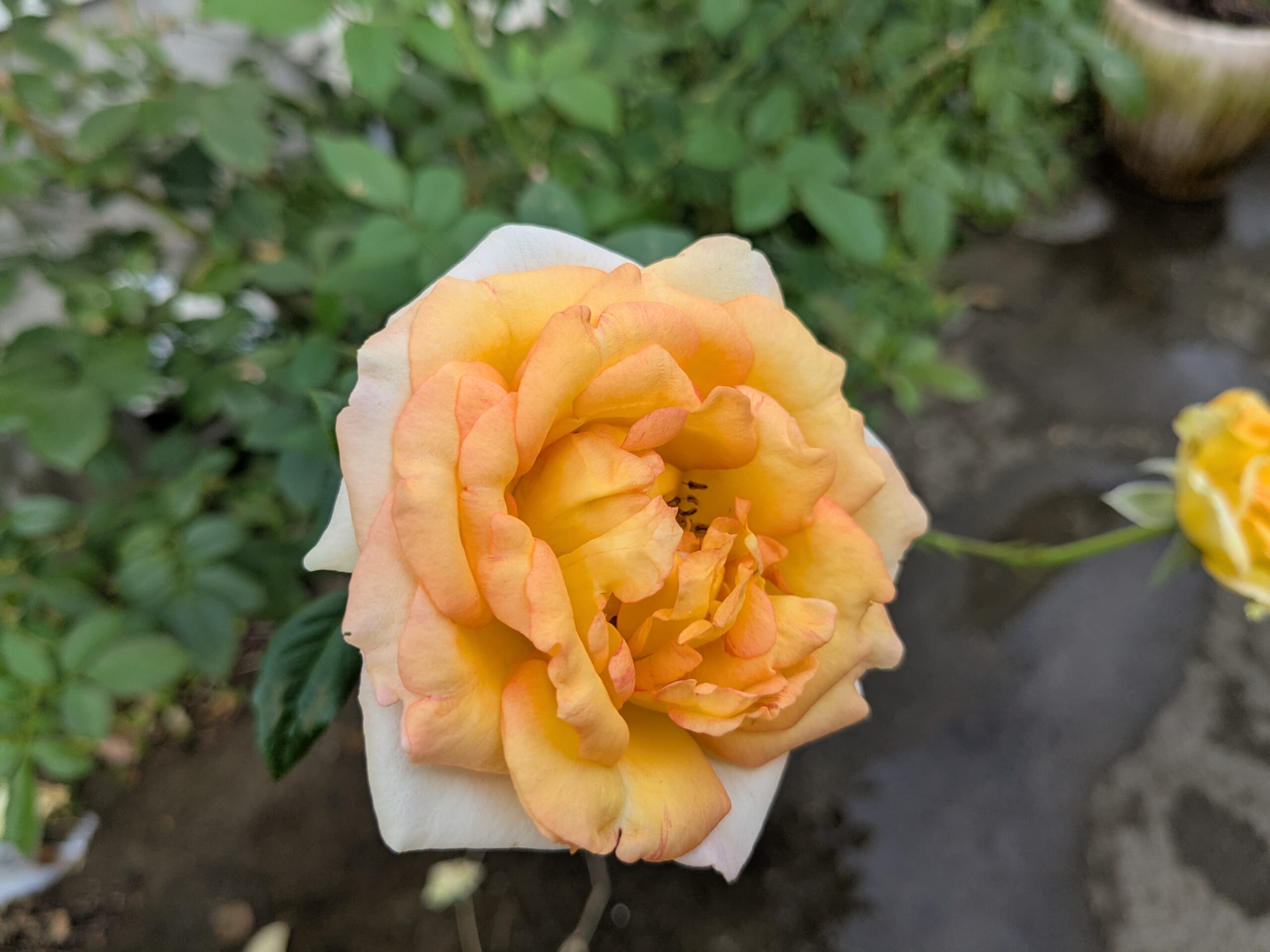 2025年10月 反り返る花弁が印象的な秋の花